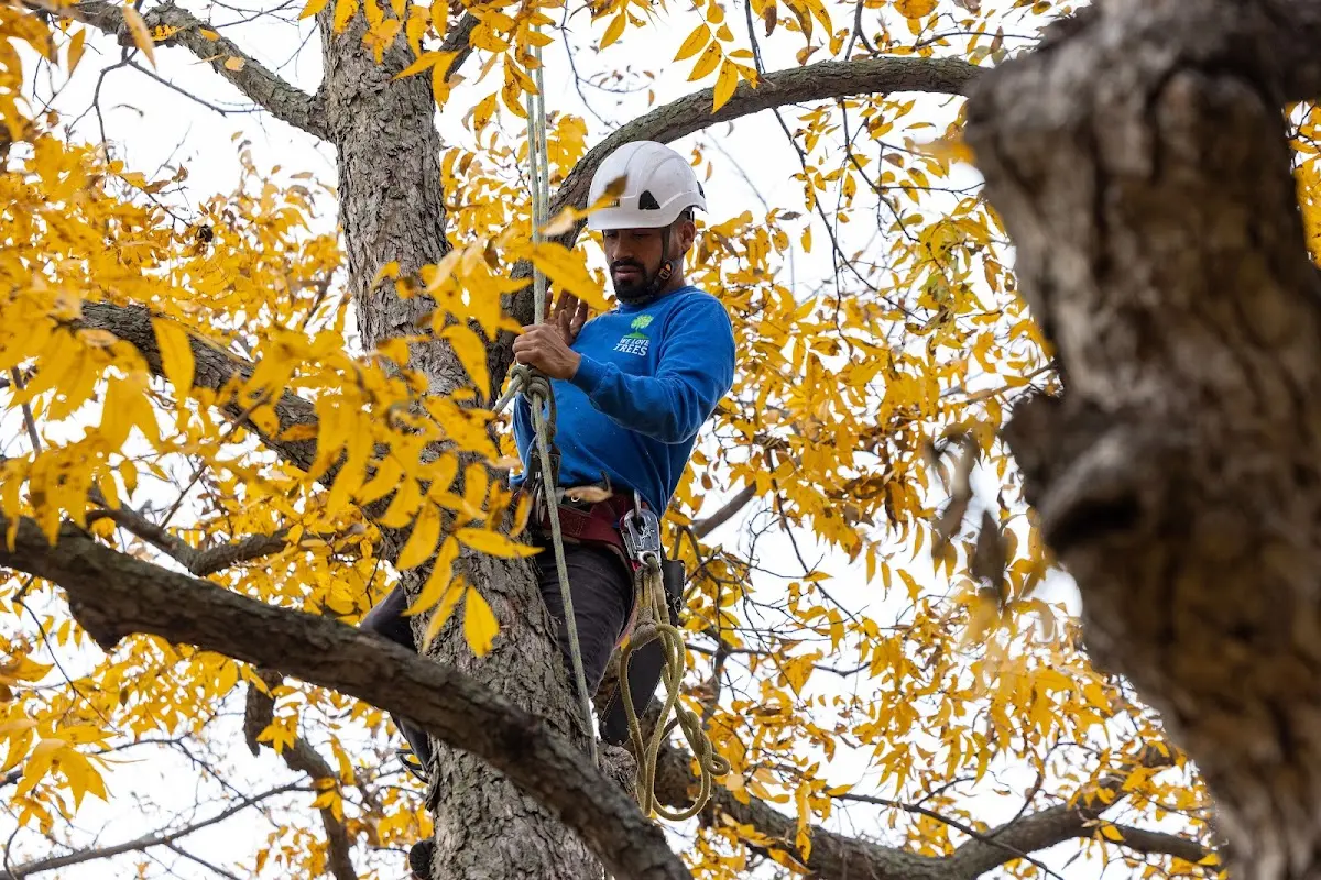 Skilled Tree Pruning crew working in Nome